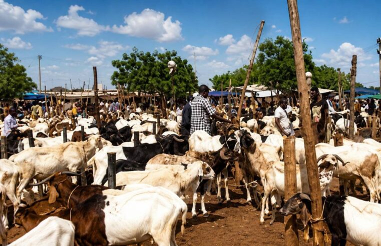 Blocus du bétail au Burkina Faso : entre soutien aux consommateurs et asphyxie des éleveurs avant Tabaski