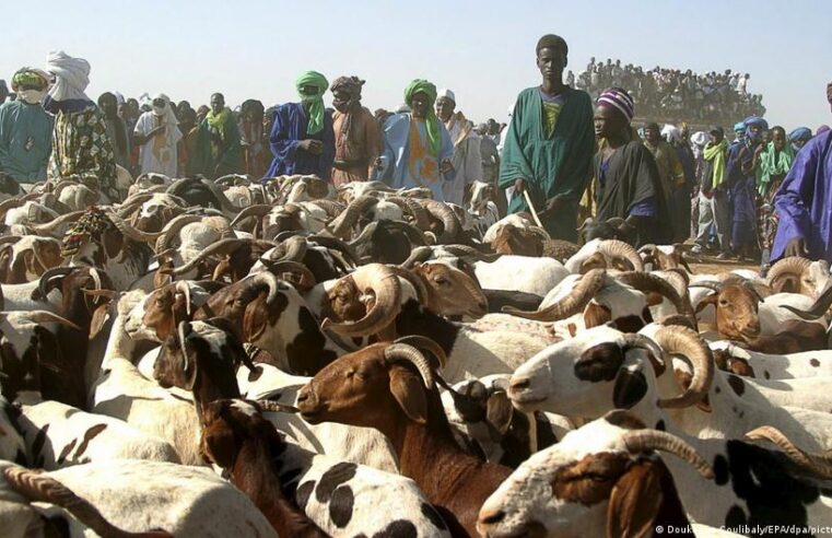 L&rsquo;armée malienne sécurise l&rsquo;acheminement des moutons pour tabaski à Bamako