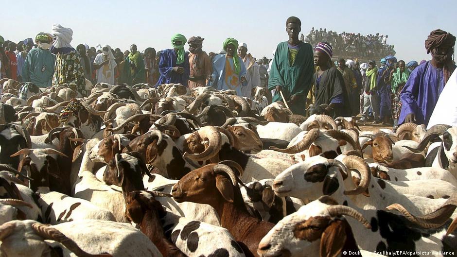 L&rsquo;armée malienne sécurise l&rsquo;acheminement des moutons pour tabaski à Bamako