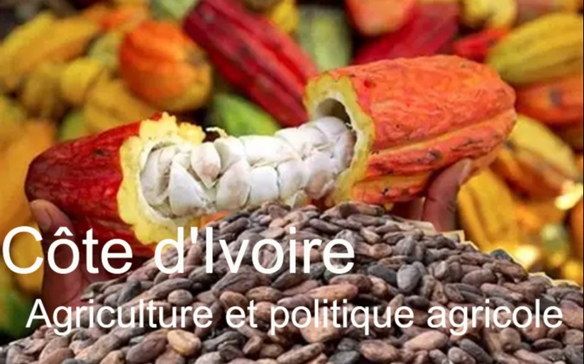 L&rsquo;agriculture ivoirienne : pilier économique et défis sociaux