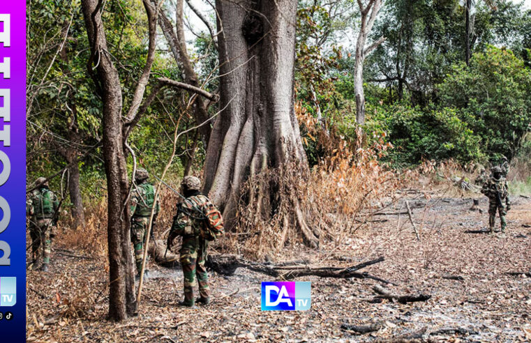 Casamance : l&rsquo;armée sénégalaise frappe les réseaux de cannabis, la rébellion s&rsquo;effondre