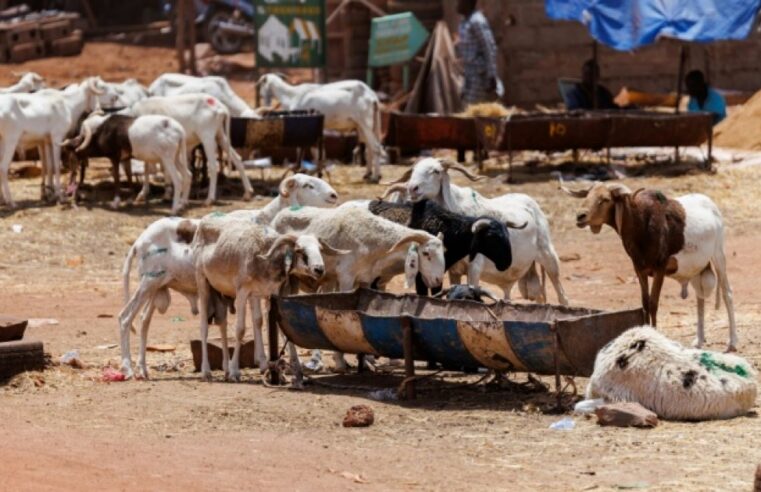 La Tabaski sous blocus jihadiste à Bamako : un défi pour les Maliens