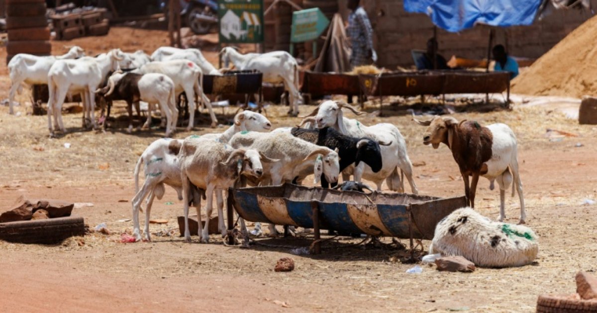 La Tabaski sous blocus jihadiste à Bamako : un défi pour les Maliens