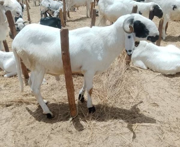 Tabaski à Niamey : les prix des moutons explosent malgré l&rsquo;abondance