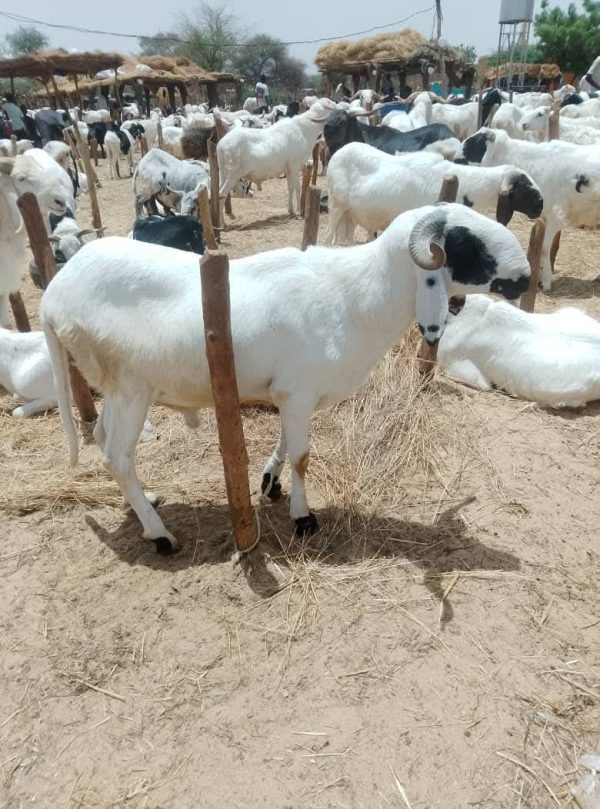 Tabaski à Niamey : les prix des moutons explosent malgré l&rsquo;abondance