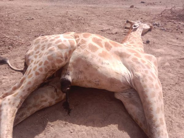 Disparition tragique du premier girafon de gadabedji au Niger
