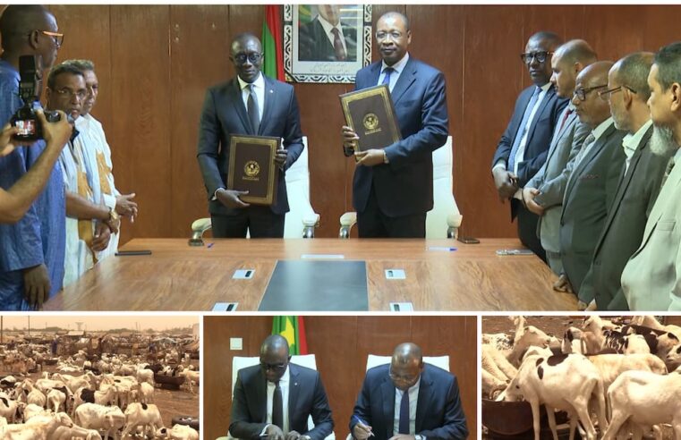 La Mauritanie renforce l&rsquo;approvisionnement en moutons du Sénégal pour la Tabaski face à l&rsquo;insécurité régionale