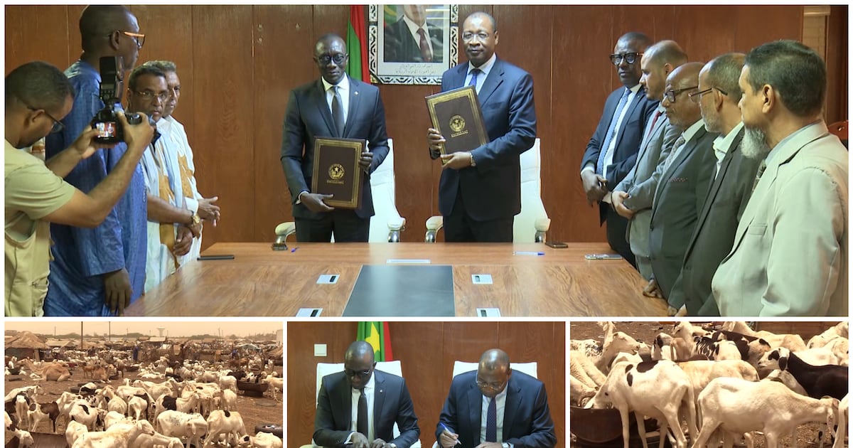 La Mauritanie renforce l&rsquo;approvisionnement en moutons du Sénégal pour la Tabaski face à l&rsquo;insécurité régionale