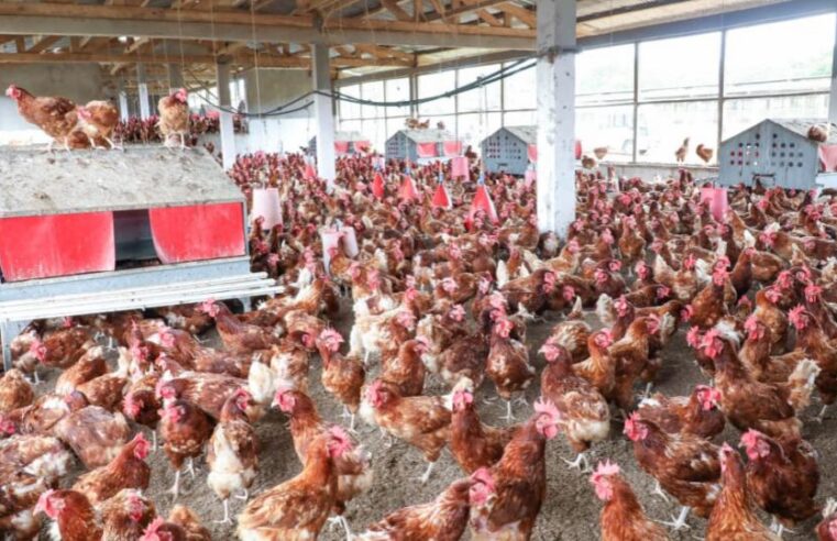 Souveraineté alimentaire au Gabon : l&rsquo;appel des entrepreneurs locaux ignorés