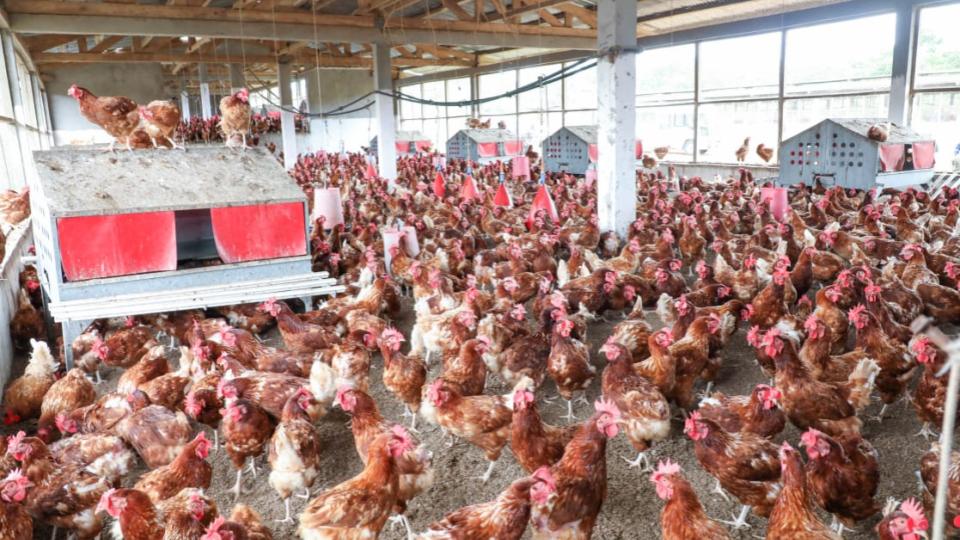 Souveraineté alimentaire au Gabon : l&rsquo;appel des entrepreneurs locaux ignorés