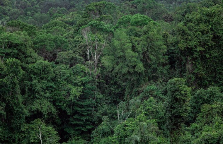 LVMH renforce ses partenariats avec le Gabon pour des ressources forestières durables