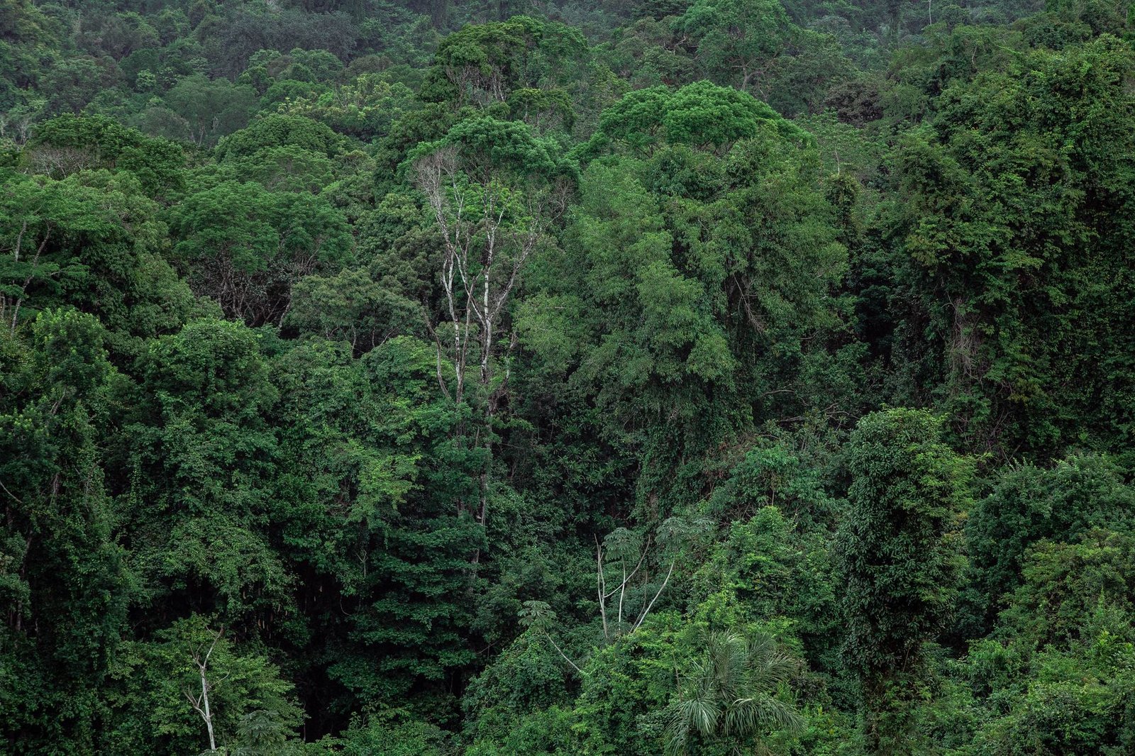 LVMH renforce ses partenariats avec le Gabon pour des ressources forestières durables