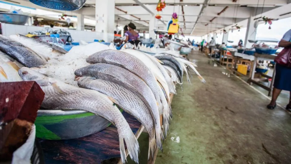 Le Gabon tourne la page de son accord de pêche avec l&rsquo;Union Européenne