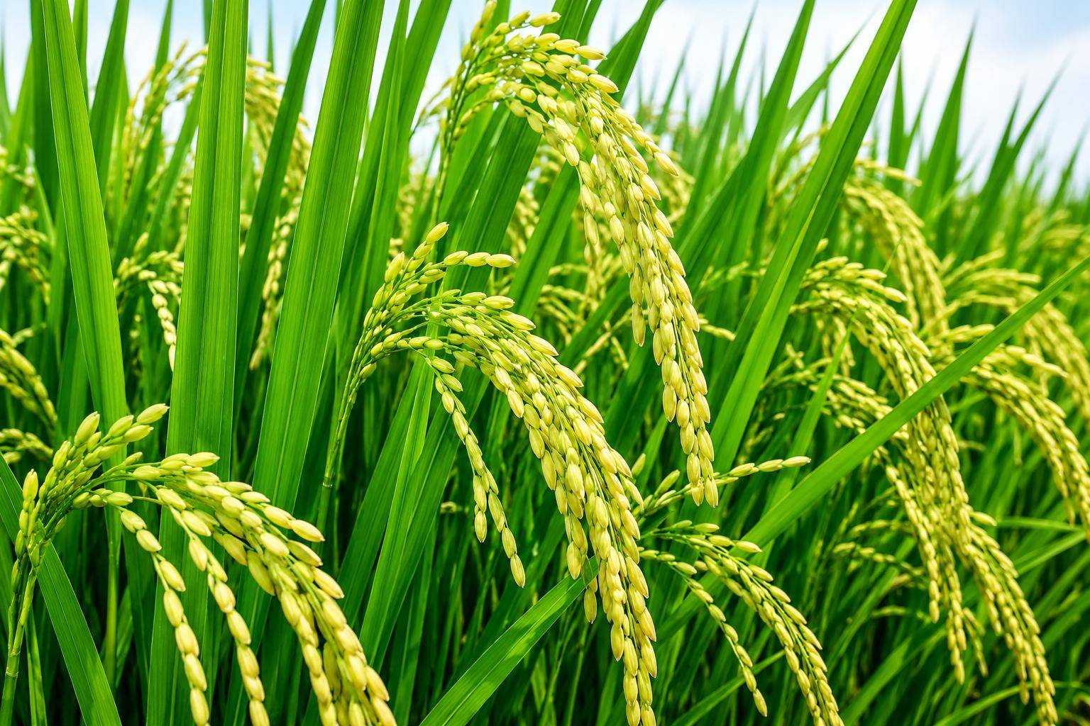 Bénin : le gouvernement mise sur la transformation locale pour booster l&rsquo;économie agricole