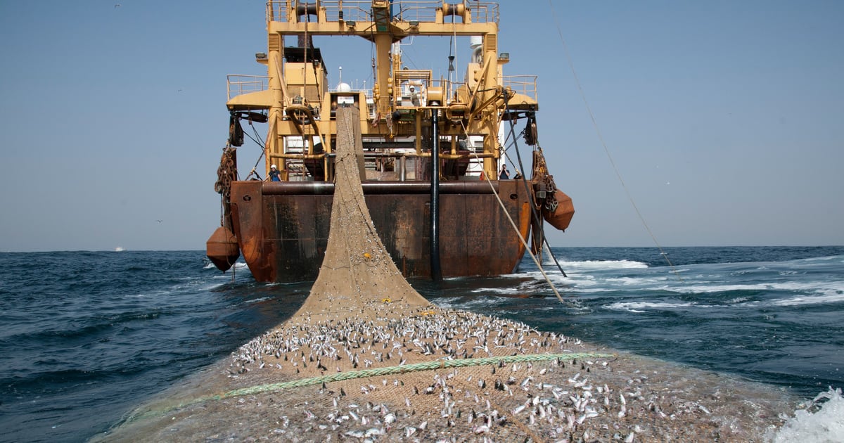 Le Gabon dénonce son accord de pêche avec l&rsquo;Union Européenne