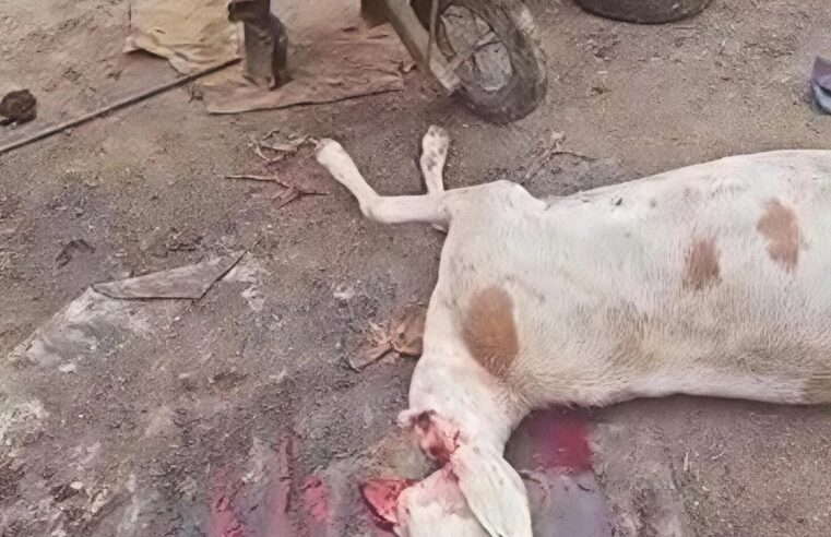 Abéché : un abattoir clandestin démantelé pour la salubrité publique