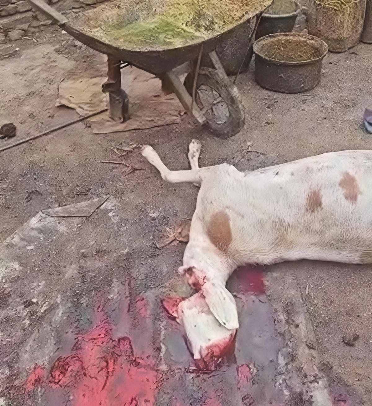 Abéché : un abattoir clandestin démantelé pour la salubrité publique
