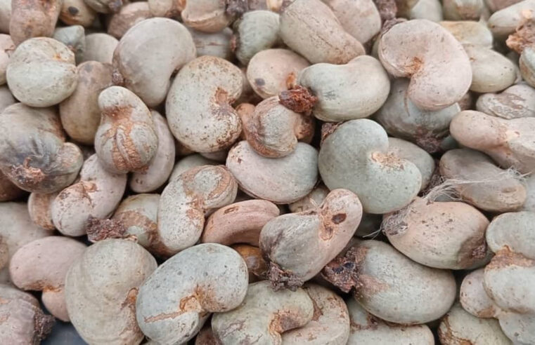 Côte d&rsquo;Ivoire : la récolte d&rsquo;anacardes en forte baisse dans le bounkani