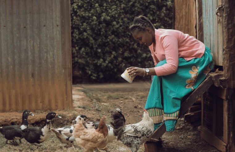 Le géant guinéen sonoCo mise sur l&rsquo;aviculture gabonaise