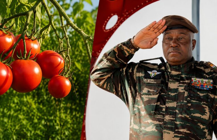 Tomate au Niger : l&rsquo;aveu d&rsquo;une souveraineté alimentaire en trompe-l&rsquo;œil