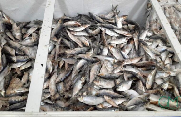 Gabon : interdiction temporaire des exportations de sardine et de poisson « sans nom » pour protéger les stocks