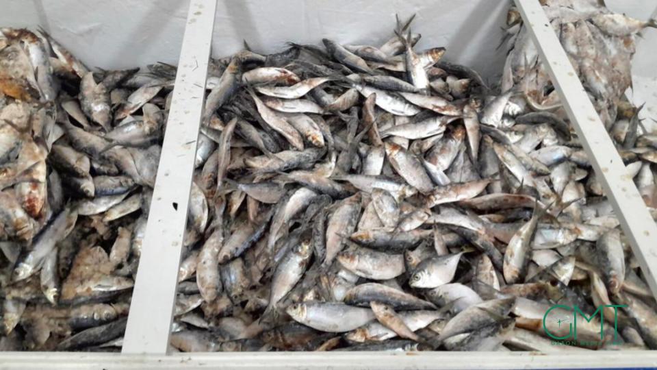 Gabon : interdiction temporaire des exportations de sardine et de poisson « sans nom » pour protéger les stocks
