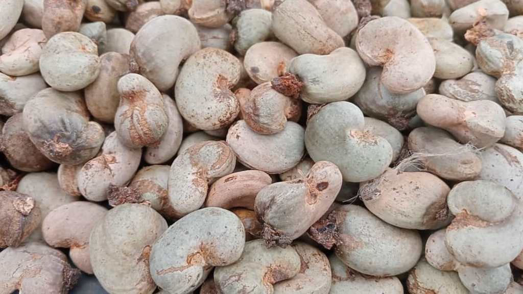 La récolte d'anacardes en baisse dans le Bounkani à cause des aléas climatiques et des pratiques culturales inadaptées