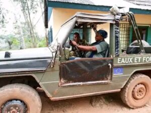 Centrafrique : les entreprises forestières dans le collimateur pour leurs pratiques frauduleuses