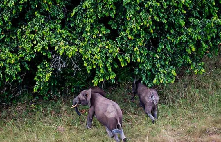 Gabon : ses parcs nationaux en route vers l’excellence environnementale