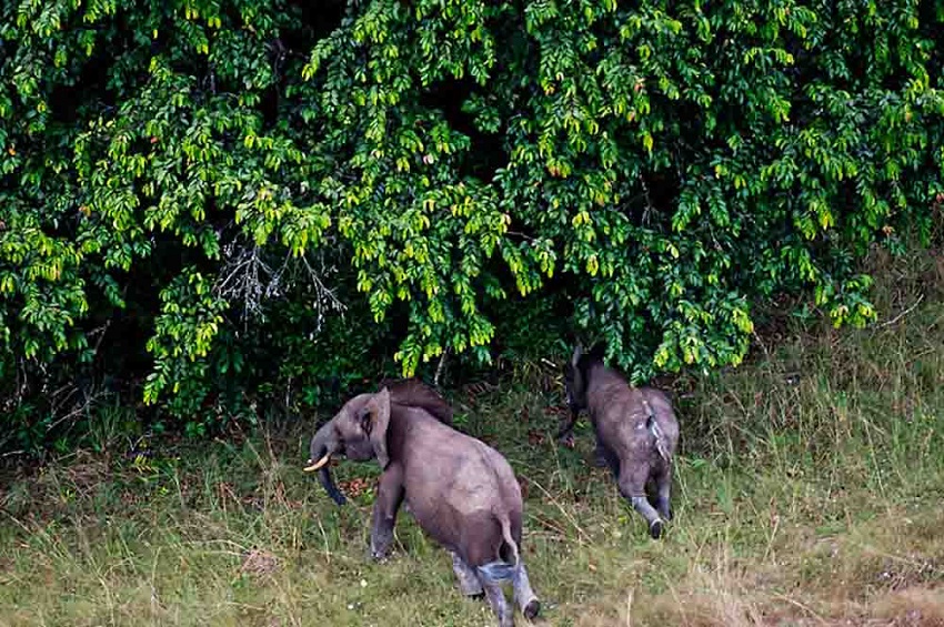 Gabon : ses parcs nationaux en route vers l’excellence environnementale