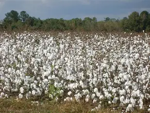 Bénin : l&rsquo;assurance agricole se généralise pour sécuriser les producteurs