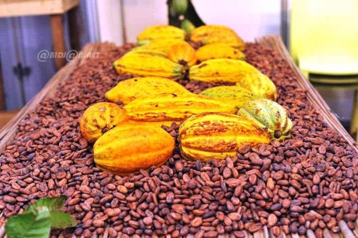 Côte d&rsquo;Ivoire : les prix du café et du cacao au cœur de la nouvelle campagne