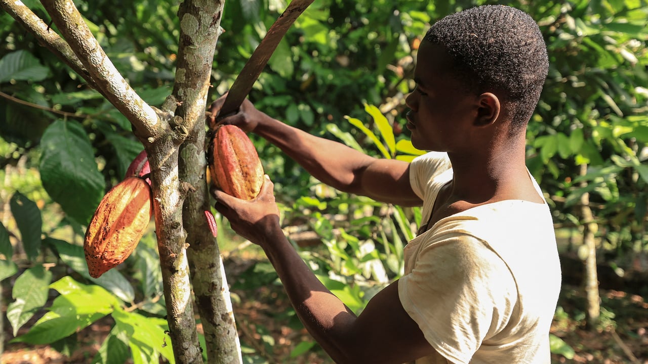 Producteurs de cacao camerounais : vers une renaissance économique ?