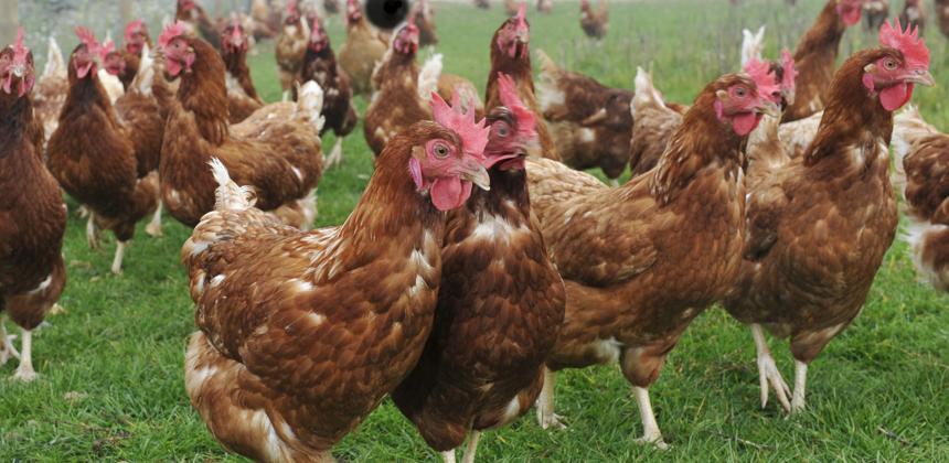 Poulet importé au Gabon : les conséquences bien réelles d’une décision qui touche déjà les ménages et les éleveurs