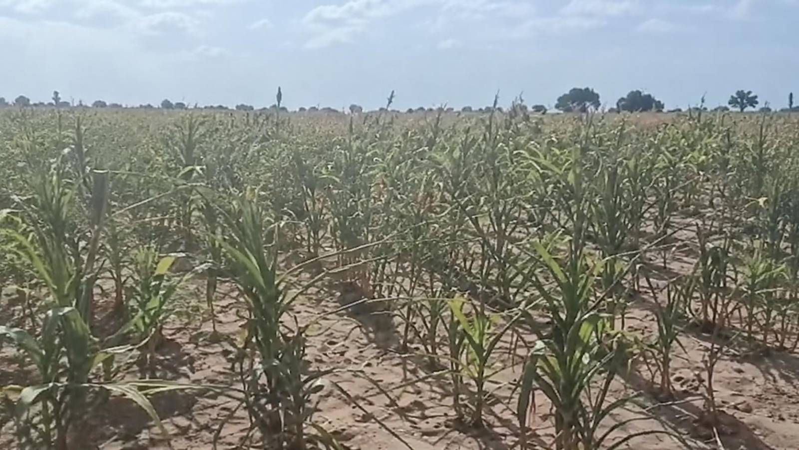 Au Burkina Faso, la souveraineté alimentaire menace de s’effondrer sur les épaules des producteurs de tougan